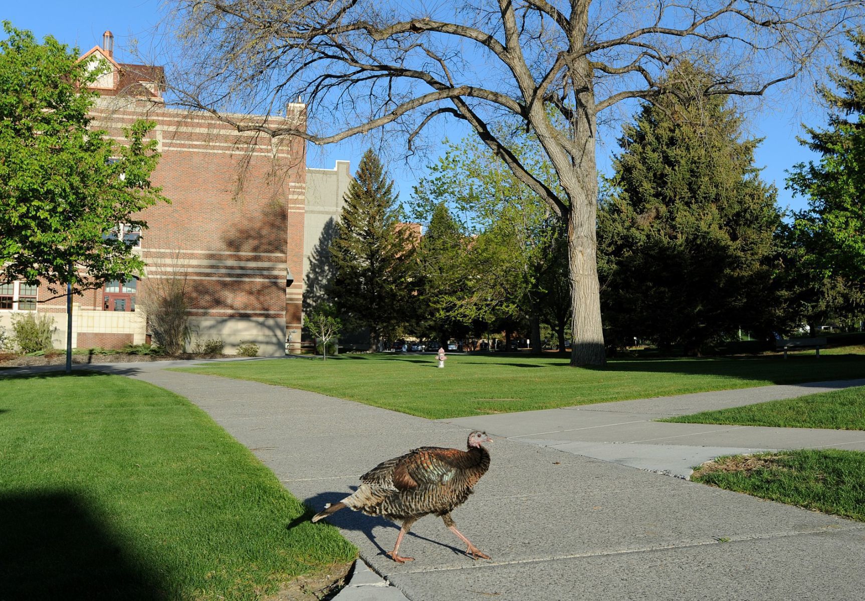 Campus turkey